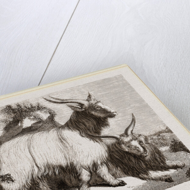Caslimir Goats by Anonymous