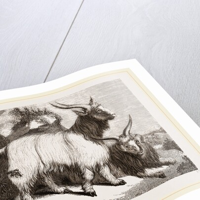 Caslimir Goats by Anonymous