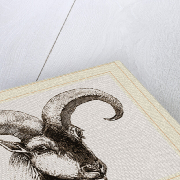 Head of Armenian Argali by Anonymous