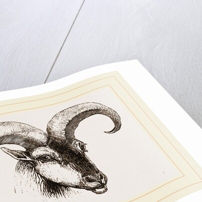 Head of Armenian Argali by Anonymous