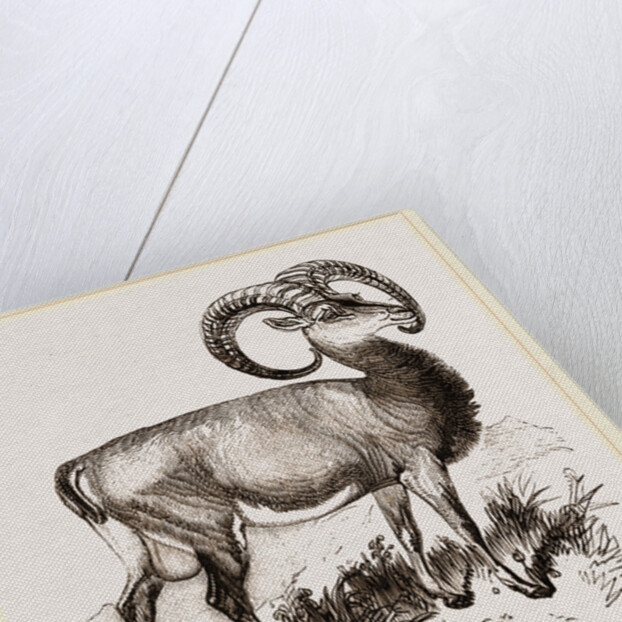 Mouflon of Corsica by Anonymous