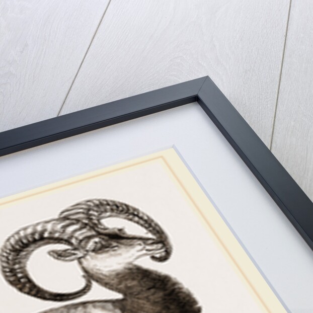 Mouflon of Corsica by Anonymous