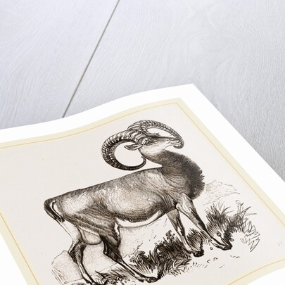 Mouflon of Corsica by Anonymous