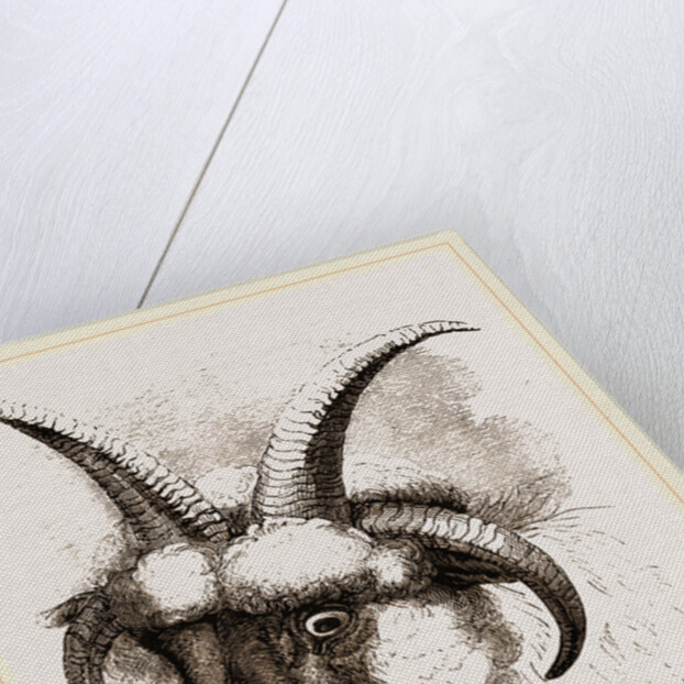Head of Four-horned Ram by Anonymous