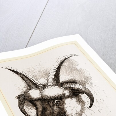 Head of Four-horned Ram by Anonymous