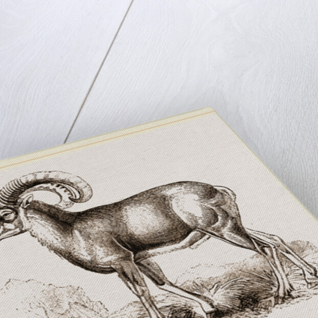 Mouflon of Corsica by Anonymous
