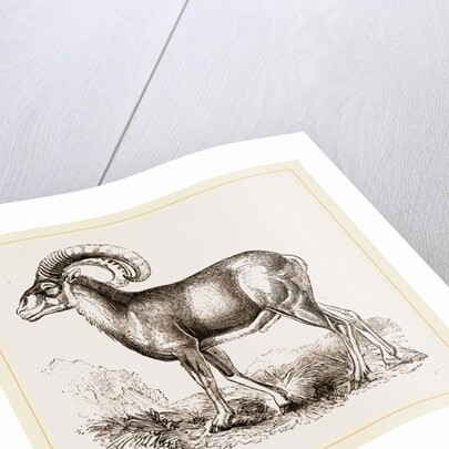 Mouflon of Corsica by Anonymous