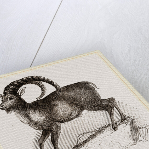 Ibex by Anonymous