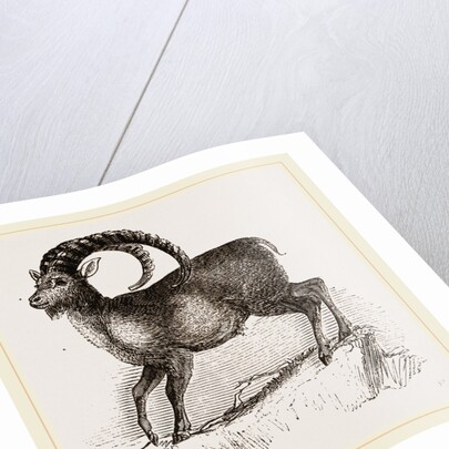 Ibex by Anonymous