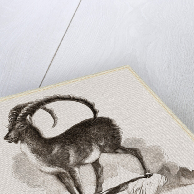 Ibex by Anonymous