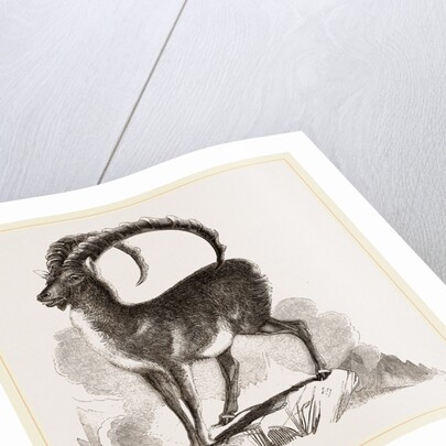 Ibex by Anonymous