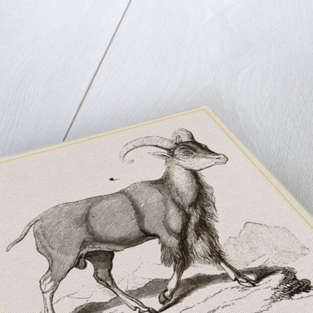 Aoudad or Kebsch by Anonymous