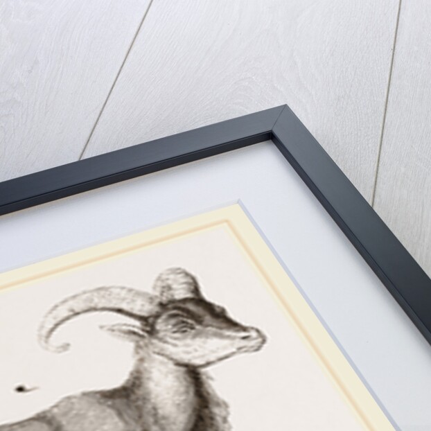 Aoudad or Kebsch by Anonymous