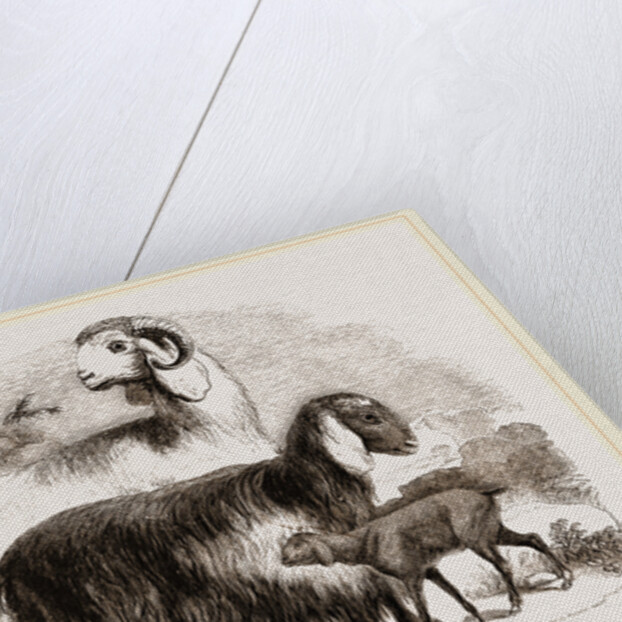 Long-eared Syrian Goats by Anonymous