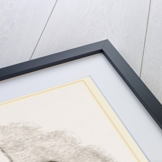 Long-eared Syrian Goats by Anonymous