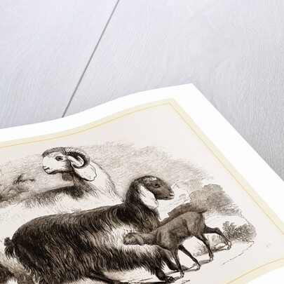 Long-eared Syrian Goats by Anonymous