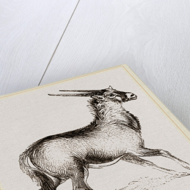 Oryx by Anonymous