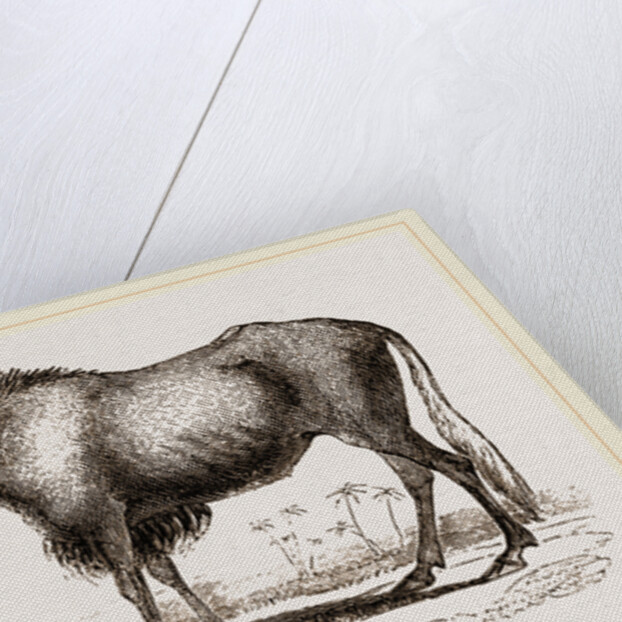 Gnu by Anonymous