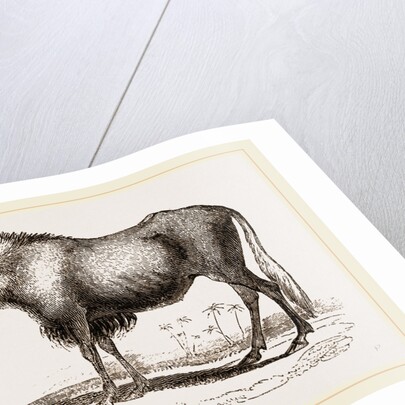 Gnu by Anonymous