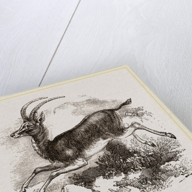 Blauwbok by Anonymous