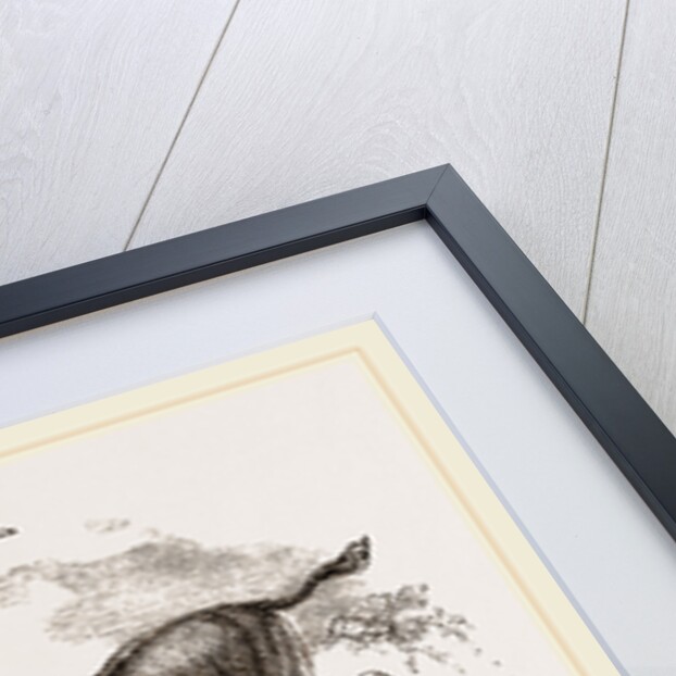 Blauwbok by Anonymous