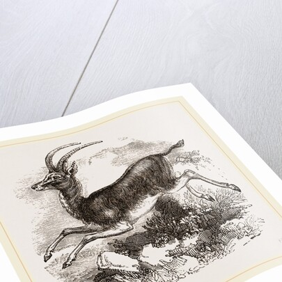 Blauwbok by Anonymous