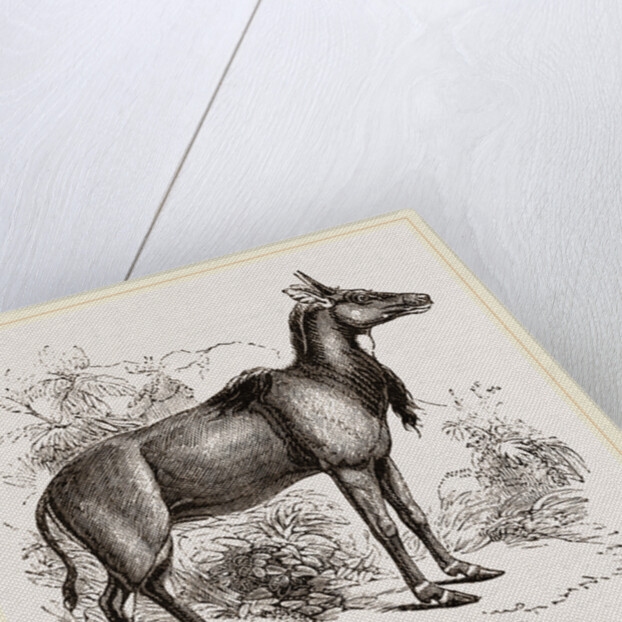 Nyl-ghau by Anonymous