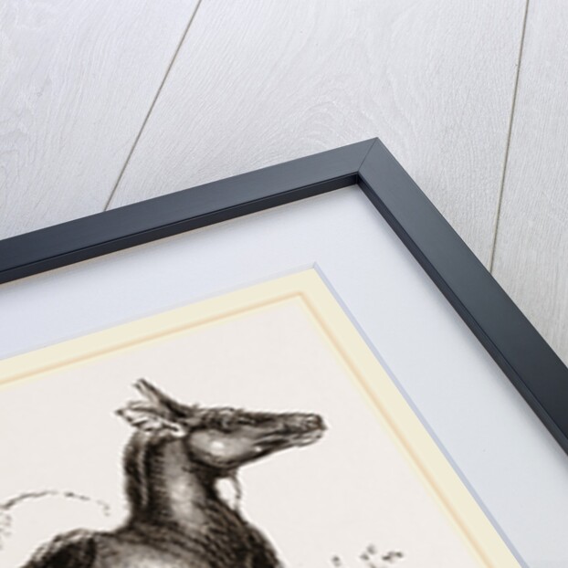 Nyl-ghau by Anonymous