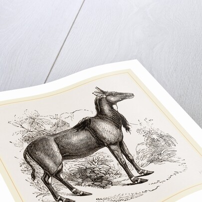 Nyl-ghau by Anonymous