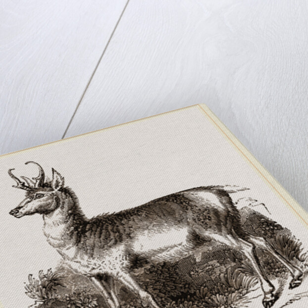 Prongbuck by Anonymous