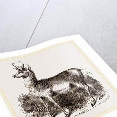 Prongbuck by Anonymous