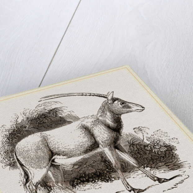 Abu Harb by Anonymous