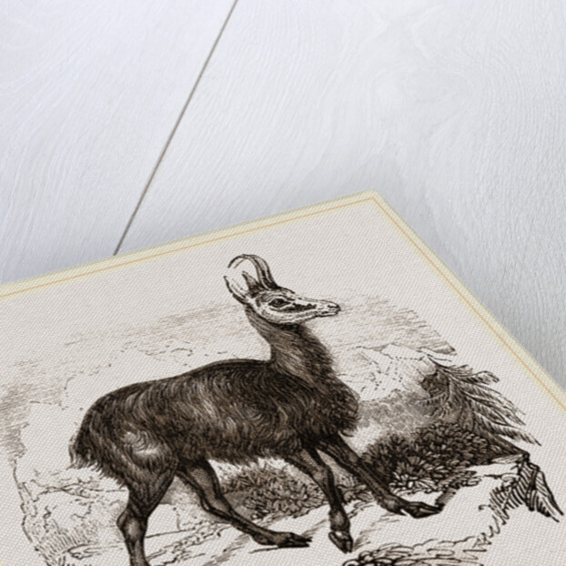 Chamois by Anonymous