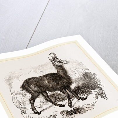 Chamois by Anonymous