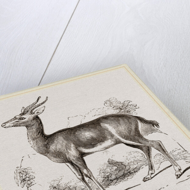 Dorcas Gazelle by Anonymous