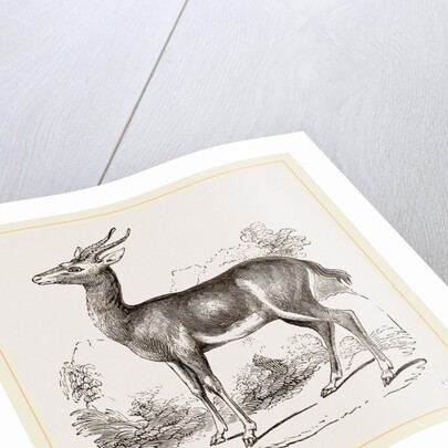 Dorcas Gazelle by Anonymous
