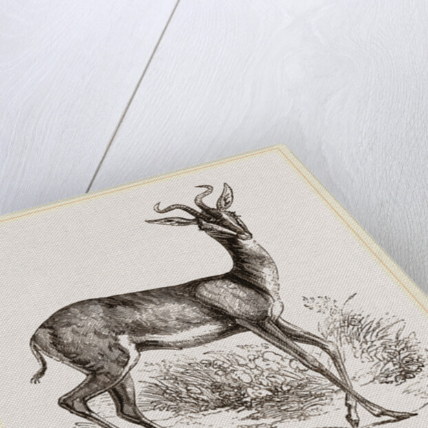 Soemmering's Antelope by Anonymous