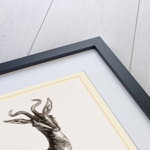 Soemmering's Antelope by Anonymous