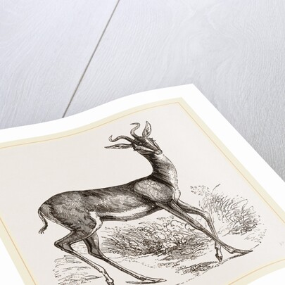 Soemmering's Antelope by Anonymous