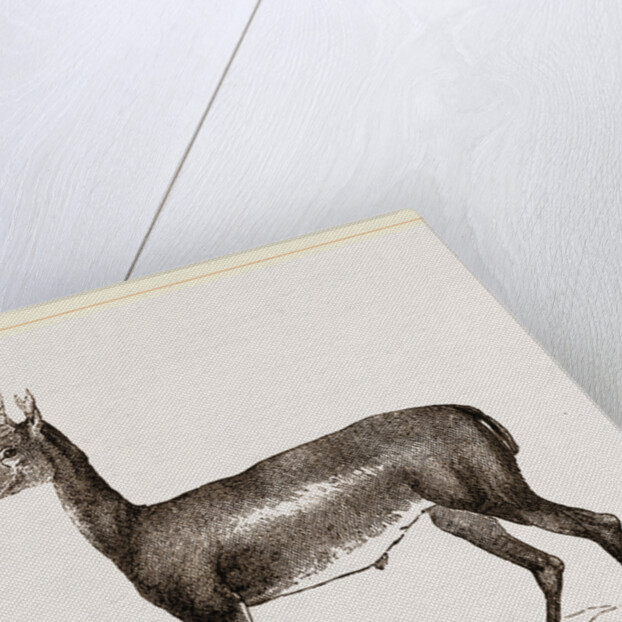 Blessbok by Anonymous