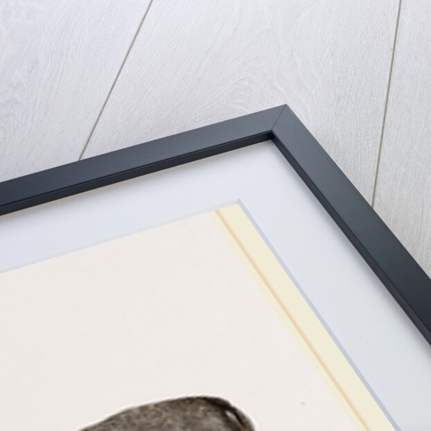 Blessbok by Anonymous