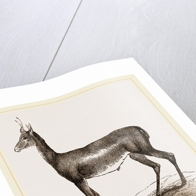 Blessbok by Anonymous