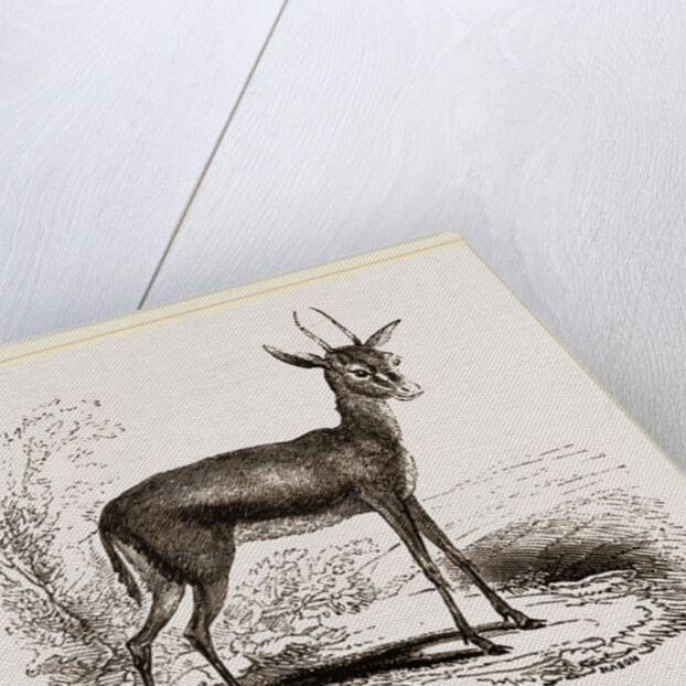 Dorcas Gazelle by Anonymous