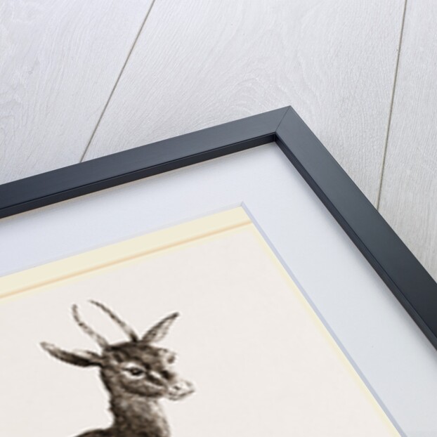 Dorcas Gazelle by Anonymous