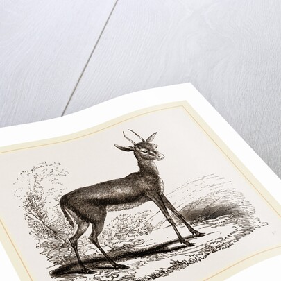 Dorcas Gazelle by Anonymous
