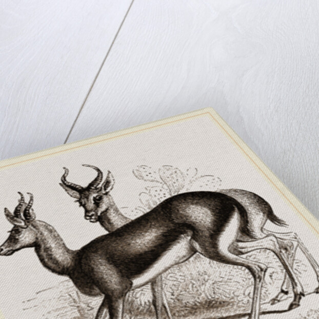 Ariel Gazelle by Anonymous