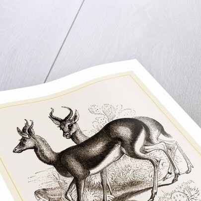 Ariel Gazelle by Anonymous