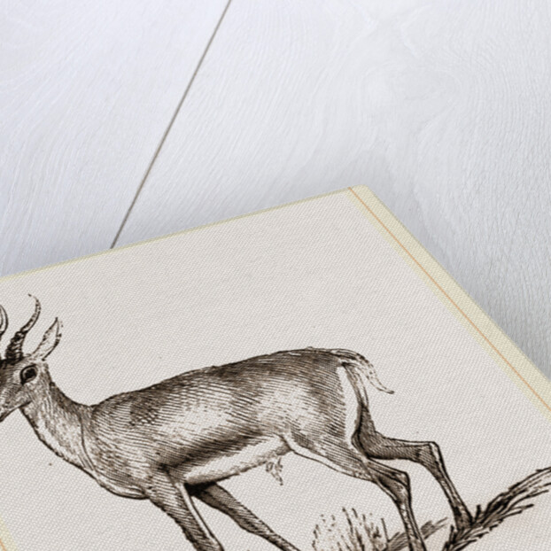 Ariel Gazelle by Anonymous