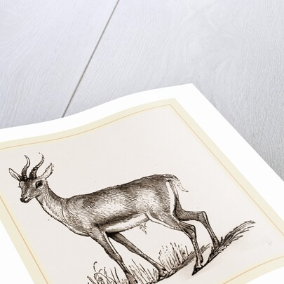 Ariel Gazelle by Anonymous