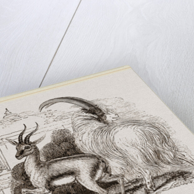 Ariel Gazelle by Anonymous